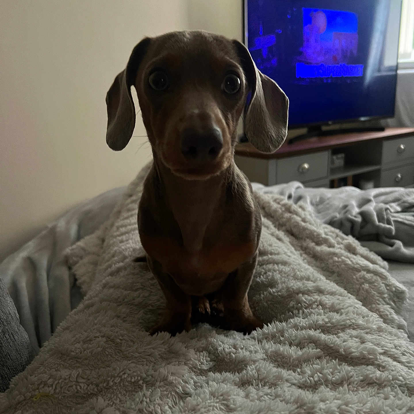 Bailey is registered to the contest to win money with this photo: animal, bed, blanket, brown, carpet, cozy, curious, dachshund, dog, ears, eyes, furniture, indoor, living_room, nose, pet, puppy, relaxed, soft_texture, television