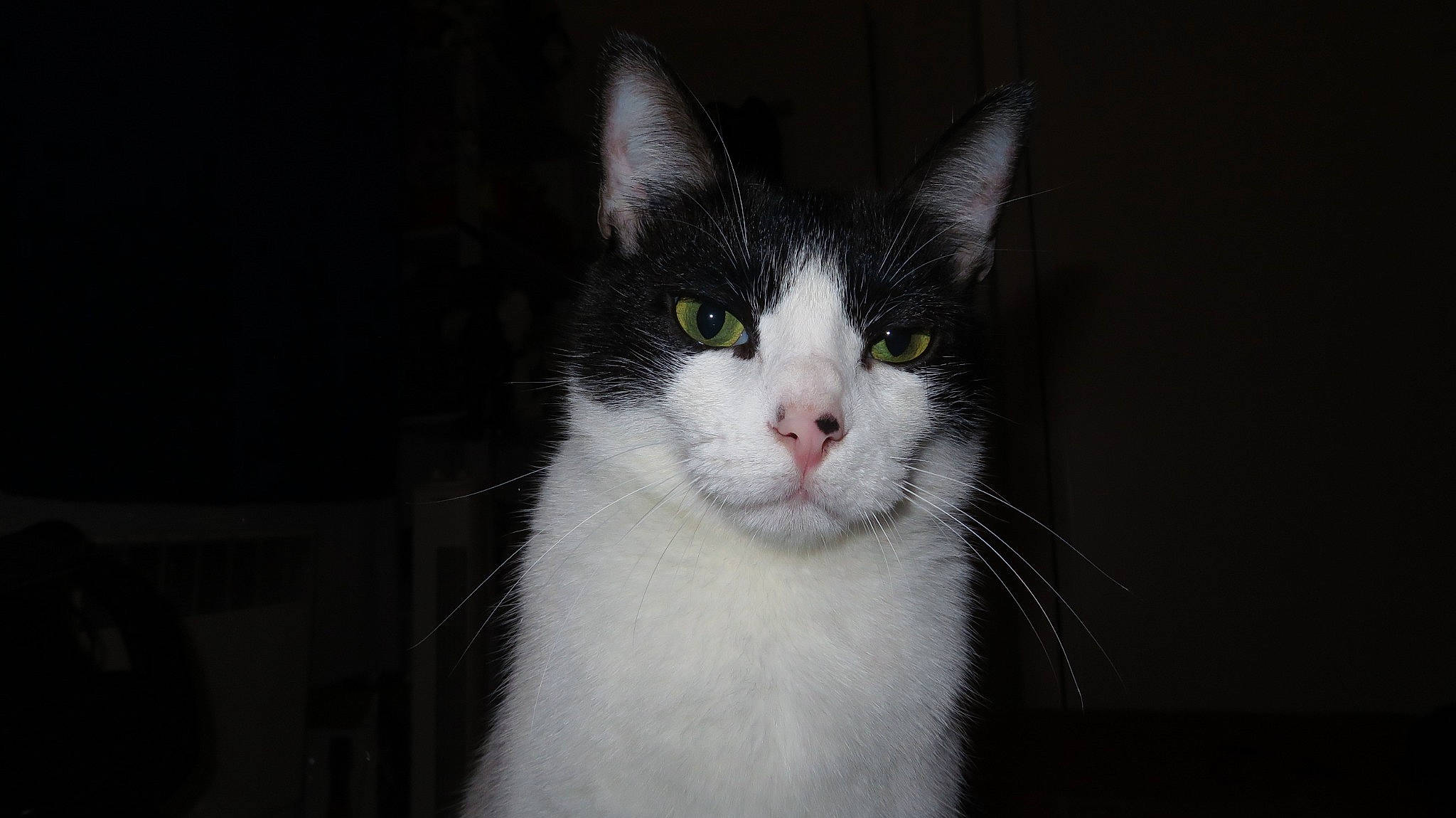 Kyo participe au concours pour gagner de l'argent avec cette photo : carnivore, cat, darkness, domestic_short_haired_cat, felidae, fur, monochrome_photography, small_to_medium_sized_cats, whiskers