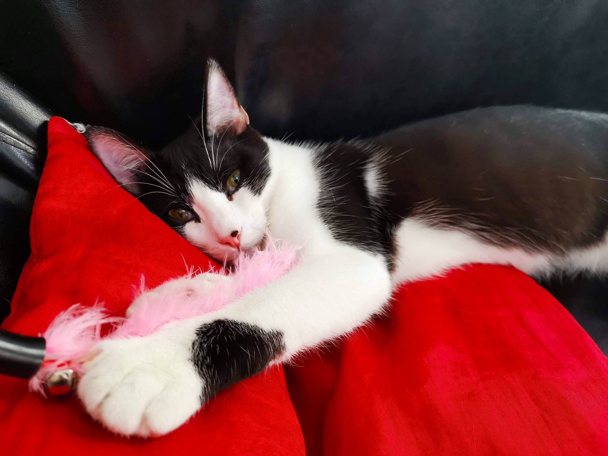 Kyo participe au concours pour gagner de l'argent avec cette photo : carmine, carnivore, cat, claw, comfort, domestic_short_haired_cat, felidae, fur, lap, nap, paw, small_to_medium_sized_cats, snout, tail, whiskers