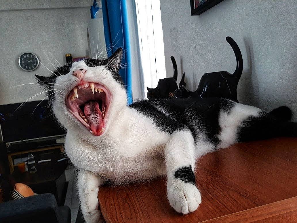 Kyo participe au concours pour gagner de l'argent avec cette photo : carnivore, cat, claw, comfort, domestic_short_haired_cat, fang, felidae, foot, fur, hardwood, jaw, paw, roar, small_to_medium_sized_cats, snout, table, tail, tooth, whiskers, yawn