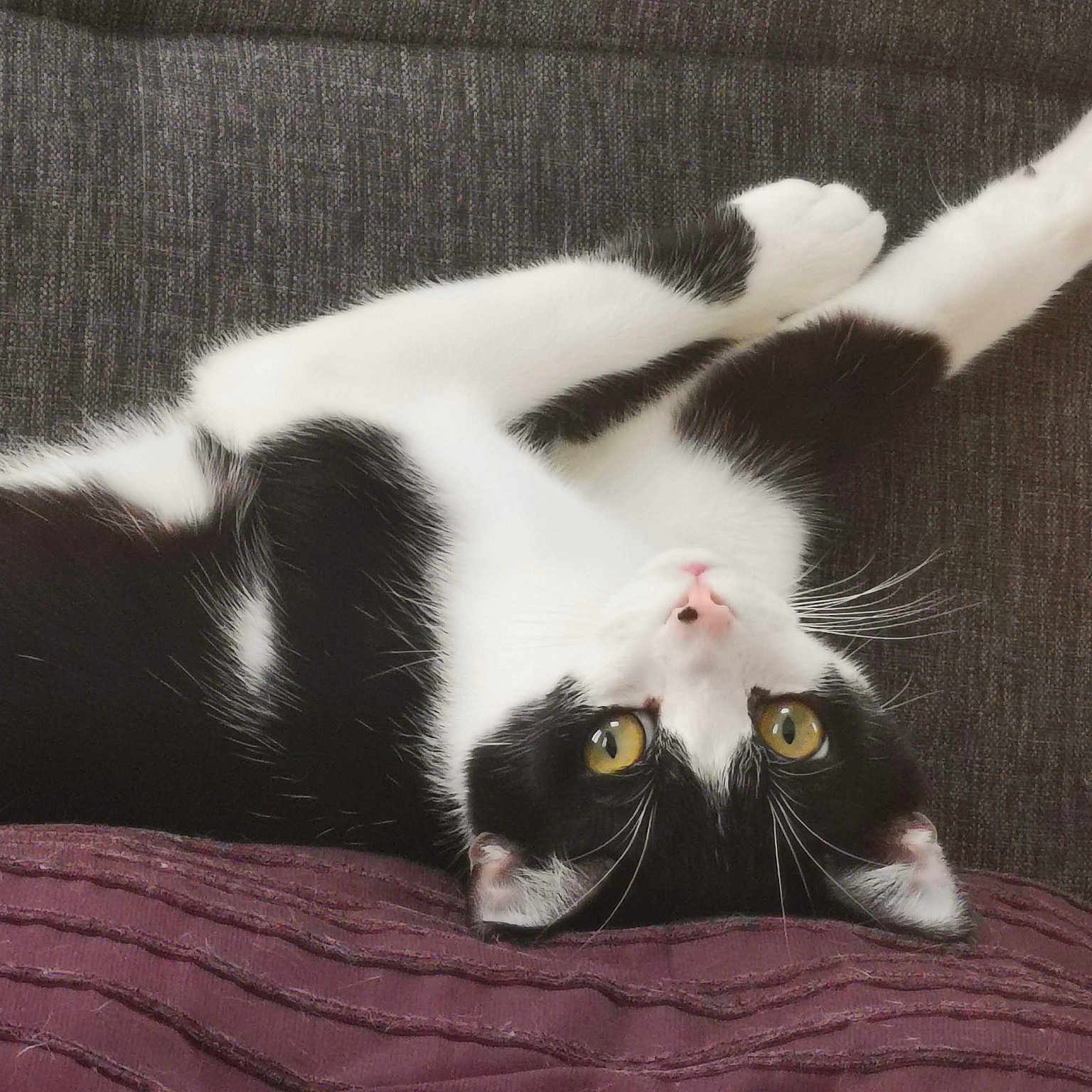 Kyo