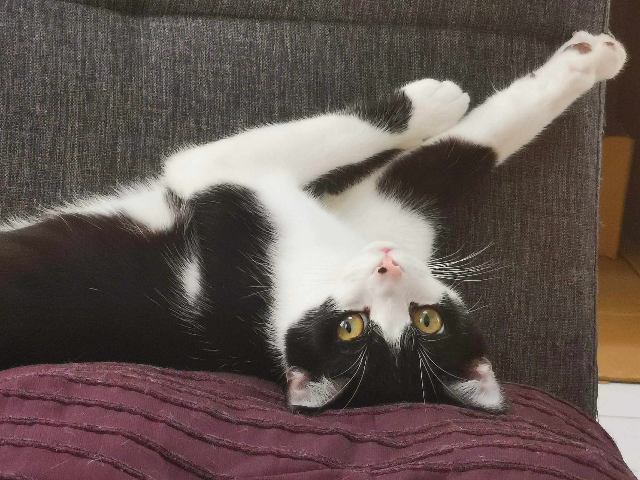 Kyo