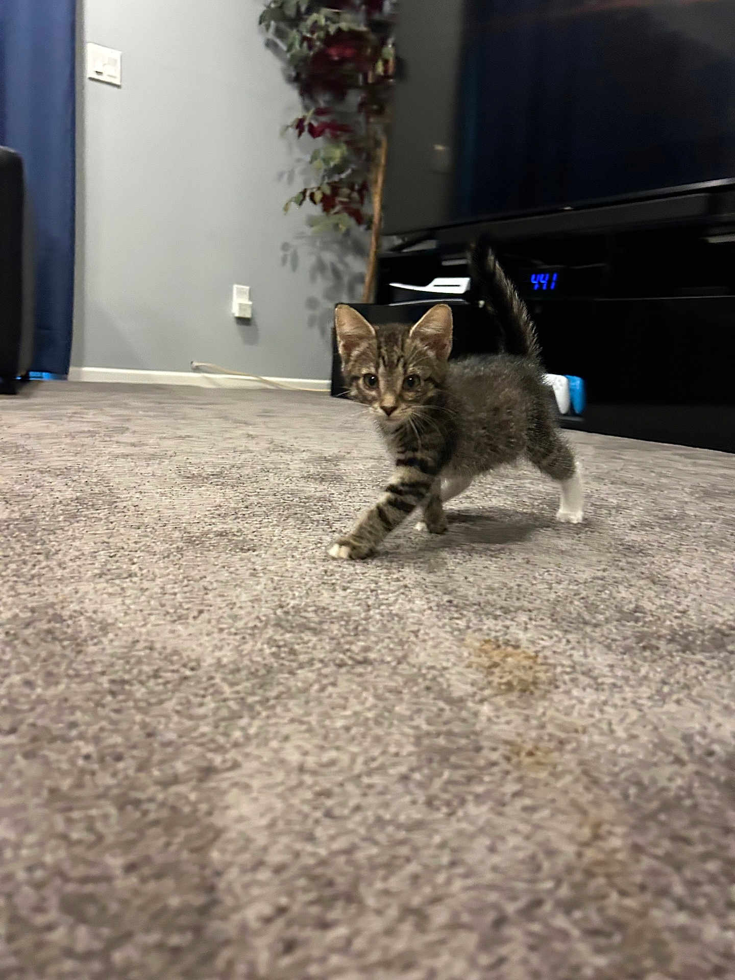 Minnie joined the competition — help win amazing prizes! kitten, cat, tabby, indoor, carpet, living_room, plant, television, curtain, floor, pet, cute, young, feline, walking, tail_up, home, animal, fur, small