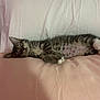Minnie is registered to the contest to win money with this photo: kitten, cat, sleeping, tabby, indoor, pet, cushion, pink, white, resting, fur, animal, cozy, cute, relaxed, small, young, domestic, bed, comfort