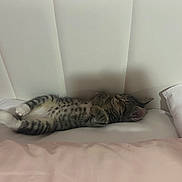 Minnie is registered to the contest to win money with this photo: cat, kitten, sleeping, bed, pillow, headboard, fur, striped, white_paws, cozy, resting, indoor, pet, cute, animal, soft, relaxation, comfort, tabby, napping