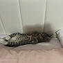 cat, kitten, sleeping, bed, pillow, headboard, fur, striped, white_paws, cozy, resting, indoor, pet, cute, animal, soft, relaxation, comfort, tabby, napping