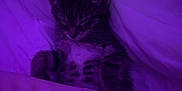 Minnie is registered to the contest to win money with this photo: kitten, sleeping, bed, blanket, purple_light, cozy, feline, pet, indoor, cute, fur, whiskers, resting, peaceful, small, animal, soft, comfort, relaxation, tabby
