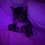kitten, sleeping, bed, blanket, purple_light, cozy, feline, pet, indoor, cute, fur, whiskers, resting, peaceful, small, animal, soft, comfort, relaxation, tabby