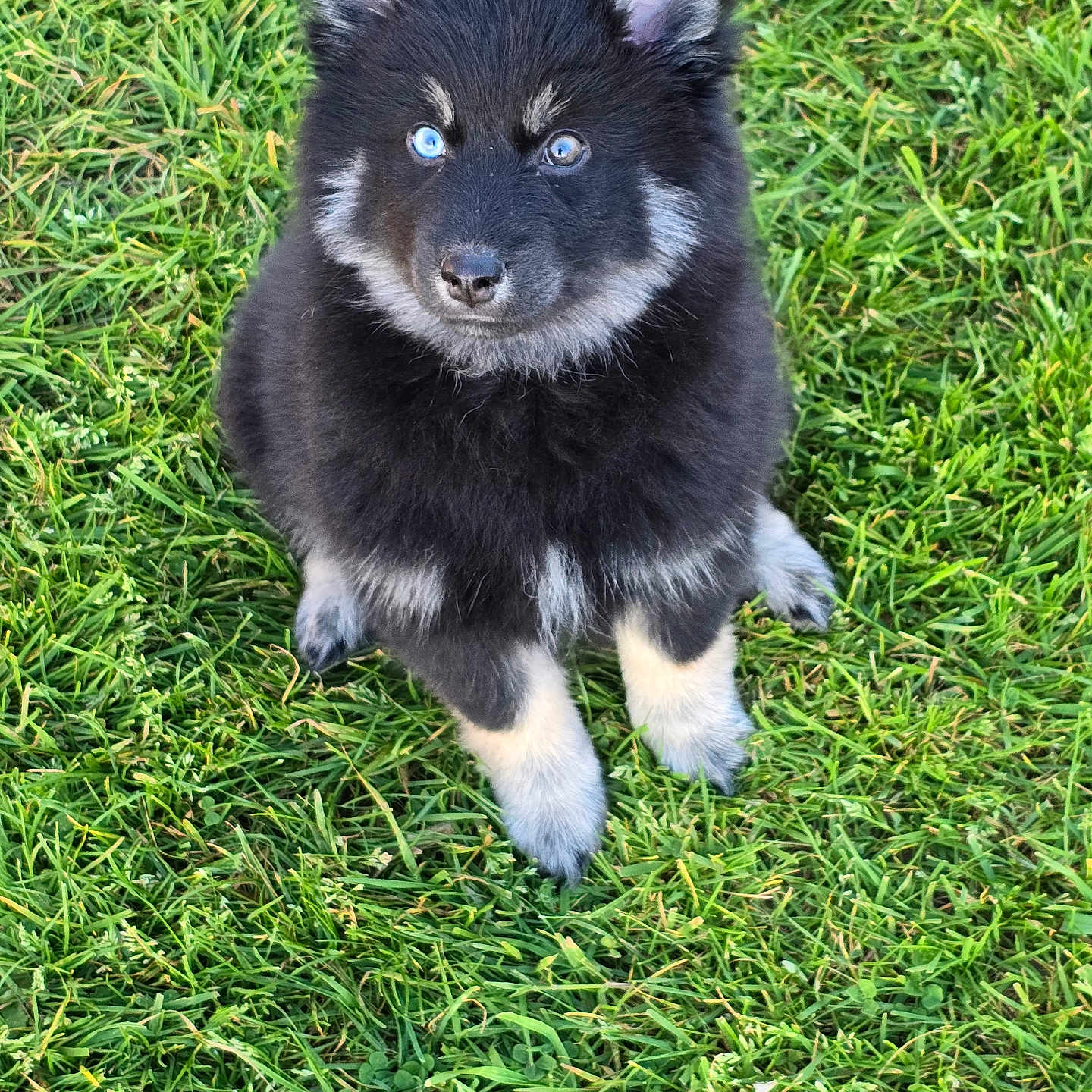 Bagheera a rejoint le concours — aidez-le/la à gagner de superbes lots ! puppy, dog, grass, outdoor, blue_eyes, fluffy, cute, sitting, young, animal, pet, nature, fur, adorable, looking_up, black_and_white, canine, small, playful, friendly