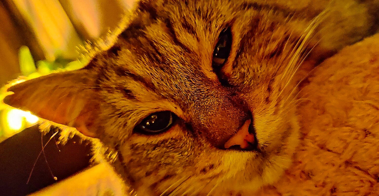 Ness a rejoint le concours — aidez-le/la à gagner de superbes lots ! bobcat, carnivore, cat, close_up, domestic_short_haired_cat, eye, fawn, felidae, fur, grass, head, iris, lynx, macro_photography, small_to_medium_sized_cats, snout, terrestrial_animal, whiskers, wildlife, wood