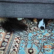Vino Du Cap participe au concours pour gagner de l'argent avec cette photo : animal, black, brown, carpet, closeup, couch, cozy, curious, dog, floor, fluffy_tail, furniture, hiding, home, indoor, patterned_rug, peeking, pet, resting, white