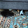 animal, black, brown, carpet, closeup, couch, cozy, curious, dog, floor, fluffy_tail, furniture, hiding, home, indoor, patterned_rug, peeking, pet, resting, white