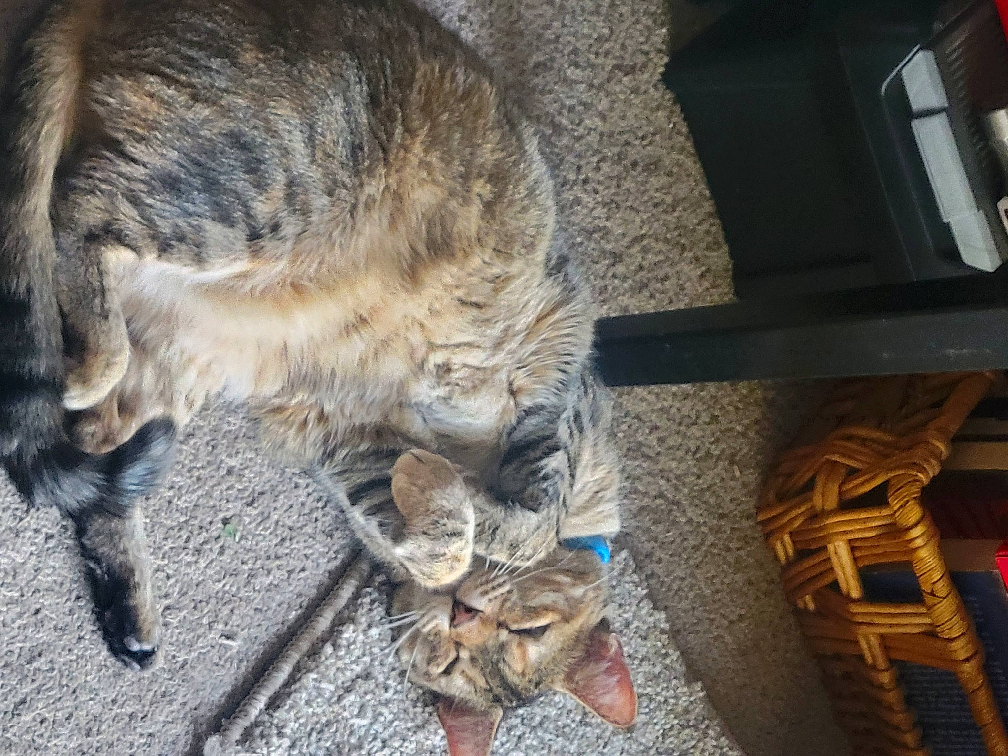Korra joined the competition — help win amazing prizes! canidae, carnivore, cat, claw, dog_breed, domestic_short_haired_cat, felidae, fur, human_leg, mammal, paw, small_to_medium_sized_cats, snout, sporting_group, tail, terrestrial_animal, vertebrate, whiskers, wood