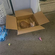 Cheddar Cheese Hall joined the competition — help win amazing prizes! cat, cardboard_box, indoor, carpet, toy, laundry_basket, stairs, orange_tabby, pet, feline, animal, cozy, home, curious, relaxed, box, playful, domestic, floor, open_box