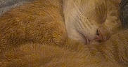 Cheddar Cheese Hall joined the competition — help win amazing prizes! cat, orange_tabby, sleeping, fur, whiskers, cozy, curled_up, blanket, texture, indoor, pet, animal, cute, resting, closeup, warm_colors, feline, soft, relaxed, nap