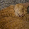 cat, orange_tabby, sleeping, fur, whiskers, cozy, curled_up, blanket, texture, indoor, pet, animal, cute, resting, closeup, warm_colors, feline, soft, relaxed, nap