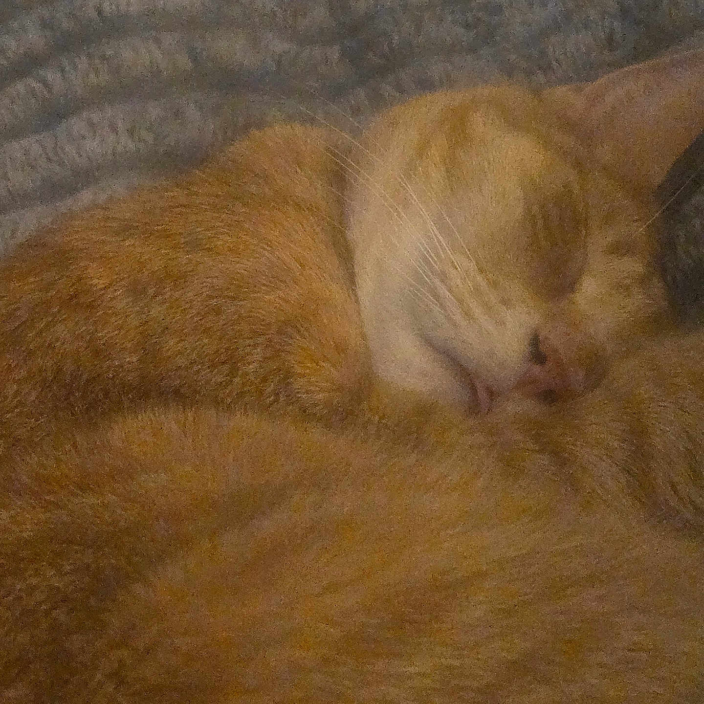Cheddar Cheese Hall joined the competition — help win amazing prizes! cat, orange_tabby, sleeping, fur, whiskers, cozy, curled_up, blanket, texture, indoor, pet, animal, cute, resting, closeup, warm_colors, feline, soft, relaxed, nap