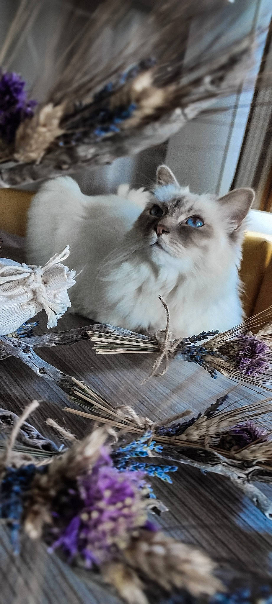 Lana a rejoint le concours — aidez-le/la à gagner de superbes lots ! art, basket, birman, carnivore, cat, event, fashion_accessory, fawn, felidae, fruit, fur, grass, plastic_bag, ragdoll, small_to_medium_sized_cats, twig, whiskers, wood