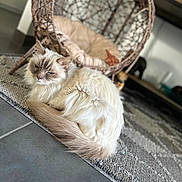 Lana a rejoint le concours — aidez-le/la à gagner de superbes lots ! abyssinian, angora, animal, basket, canine, cat, den, dog, dogbed, furniture, homedecor, indoors, kitten, manx, person, pet, pig, rug, siamese, sleeping