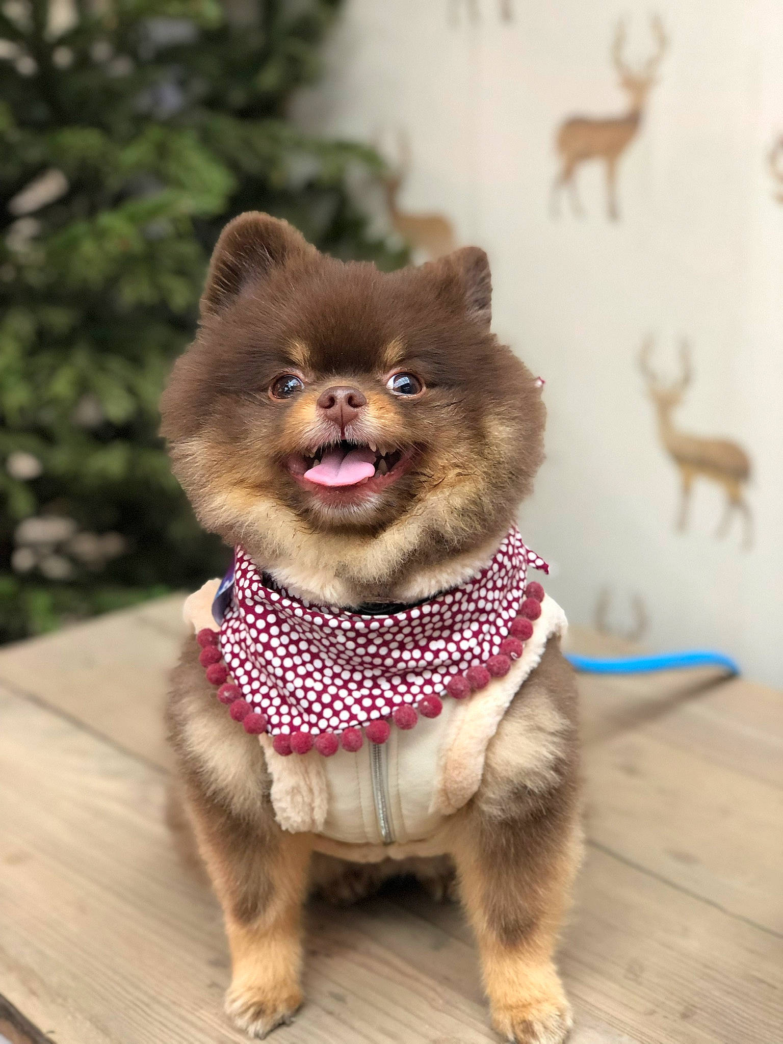 Kobe is registered to the contest to win money with this photo: ancient_dog_breeds, canidae, carnivore, companion_dog, dog, dog_breed, dog_clothes, fawn, german_spitz, german_spitz_klein, mammal, non_sporting_group, pomeranian, puppy, rare_breed_dog, spitz, vertebrate