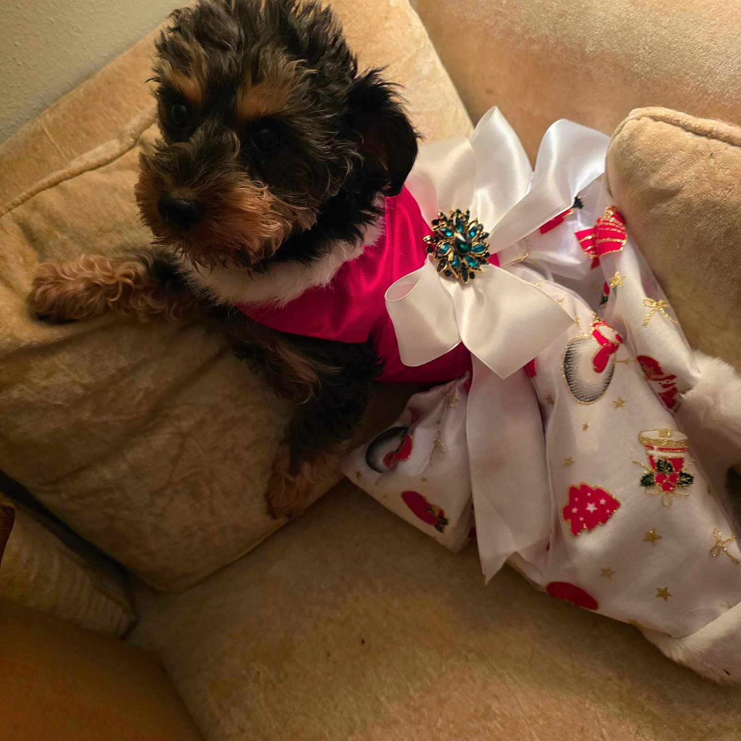 Ginger Baby is registered to the contest to win money with this photo: dog, puppy, pet, couch, beige, fur, cute, costume, dress, bow, holiday, indoor, small_dog, decorative, cozy, animal, adorable, sitting, furniture, portrait