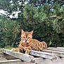 Willoughby is registered to the contest to win money with this photo: cat, bengal_cat, wooden_structure, pine_tree, outdoor, animal, pet, feline, nature, greenery, resting, fur, striped, spotted, animal_portrait, tree_trunk, daylight, wildlife, mammal, relaxed