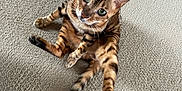 Willoughby is registered to the contest to win money with this photo: cat, bengal_cat, green_eyes, carpet, indoor, pet, animal, feline, playful, toy, curious, sitting, looking_up, striped_fur, whiskers, ears, tail, close_up, texture, beige