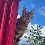 Willoughby is registered to the contest to win money with this photo: cat, tabby_cat, outdoor, blue_sky, clouds, tree, pine_tree, wood, red_curtain, curious, pet, animal, nature, sunlight, daytime, feline, whiskers, ears, perched, background