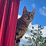 cat, tabby_cat, outdoor, blue_sky, clouds, tree, pine_tree, wood, red_curtain, curious, pet, animal, nature, sunlight, daytime, feline, whiskers, ears, perched, background