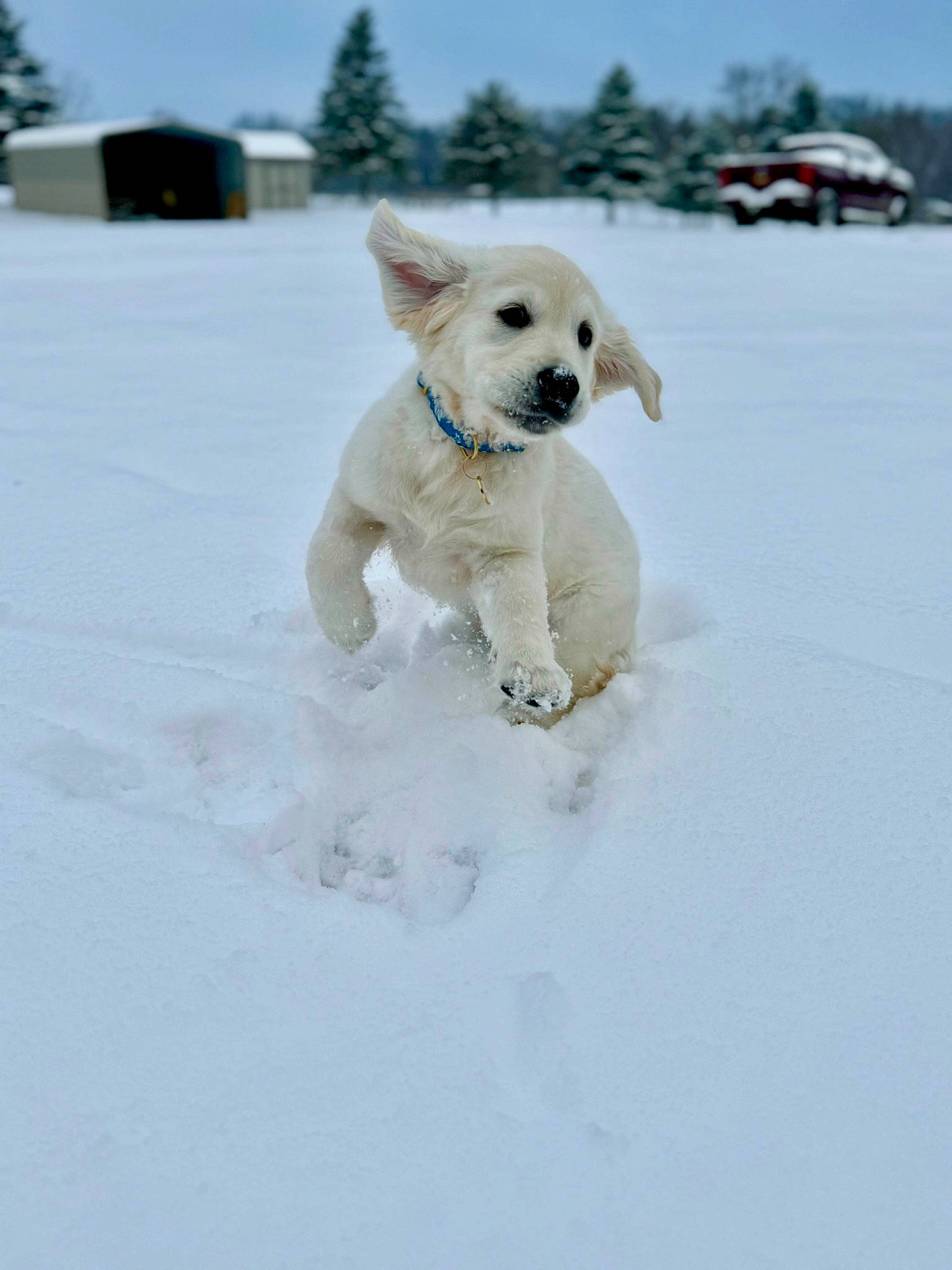 Maggie joined the competition — help win amazing prizes! canidae, carnivore, collar, companion_dog, dog, dog_breed, dog_collar, dog_supply, freezing, fur, pet_supply, playing_in_the_snow, retriever, sky, snout, snow, sporting_group, tail, tree, winter