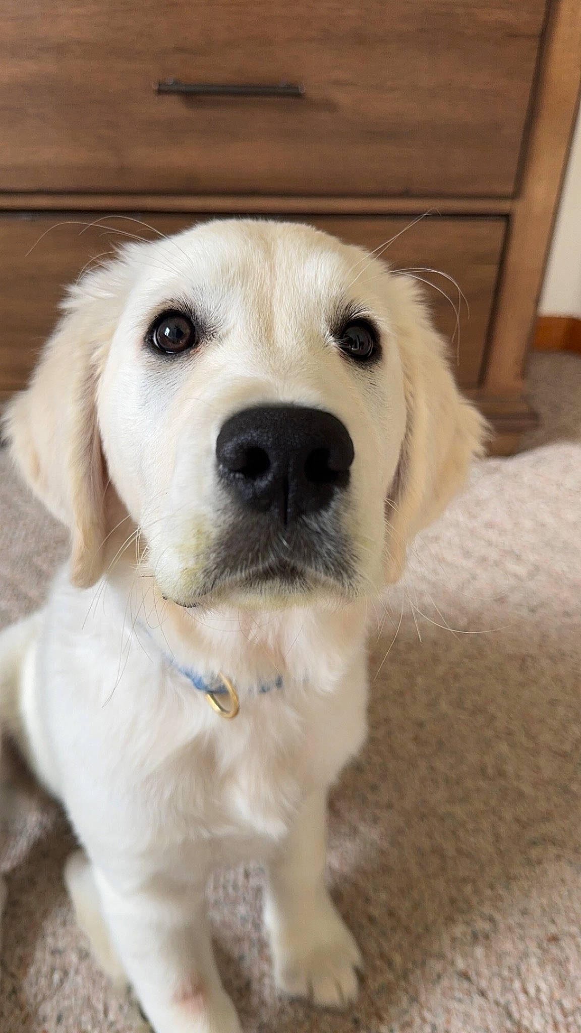 Maggie is registered to the contest to win money with this photo: ancient_dog_breeds, cabinetry, canidae, carnivore, companion_dog, dog, dog_breed, dog_collar, eye, fawn, fur, hardwood, labrador_retriever, puppy, snout, sporting_group, whiskers, wood, working_animal