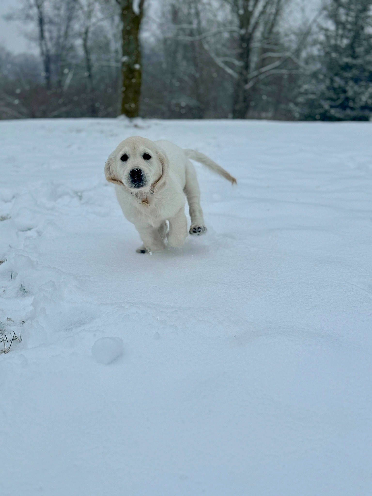Maggie joined the competition — help win amazing prizes! canidae, carnivore, companion_dog, dog, dog_breed, fawn, freezing, fur, ice_cap, livestock_guardian_dog, polar_ice_cap, polish_tatra_sheepdog, retriever, sky, snout, snow, sporting_group, tail, tree, winter