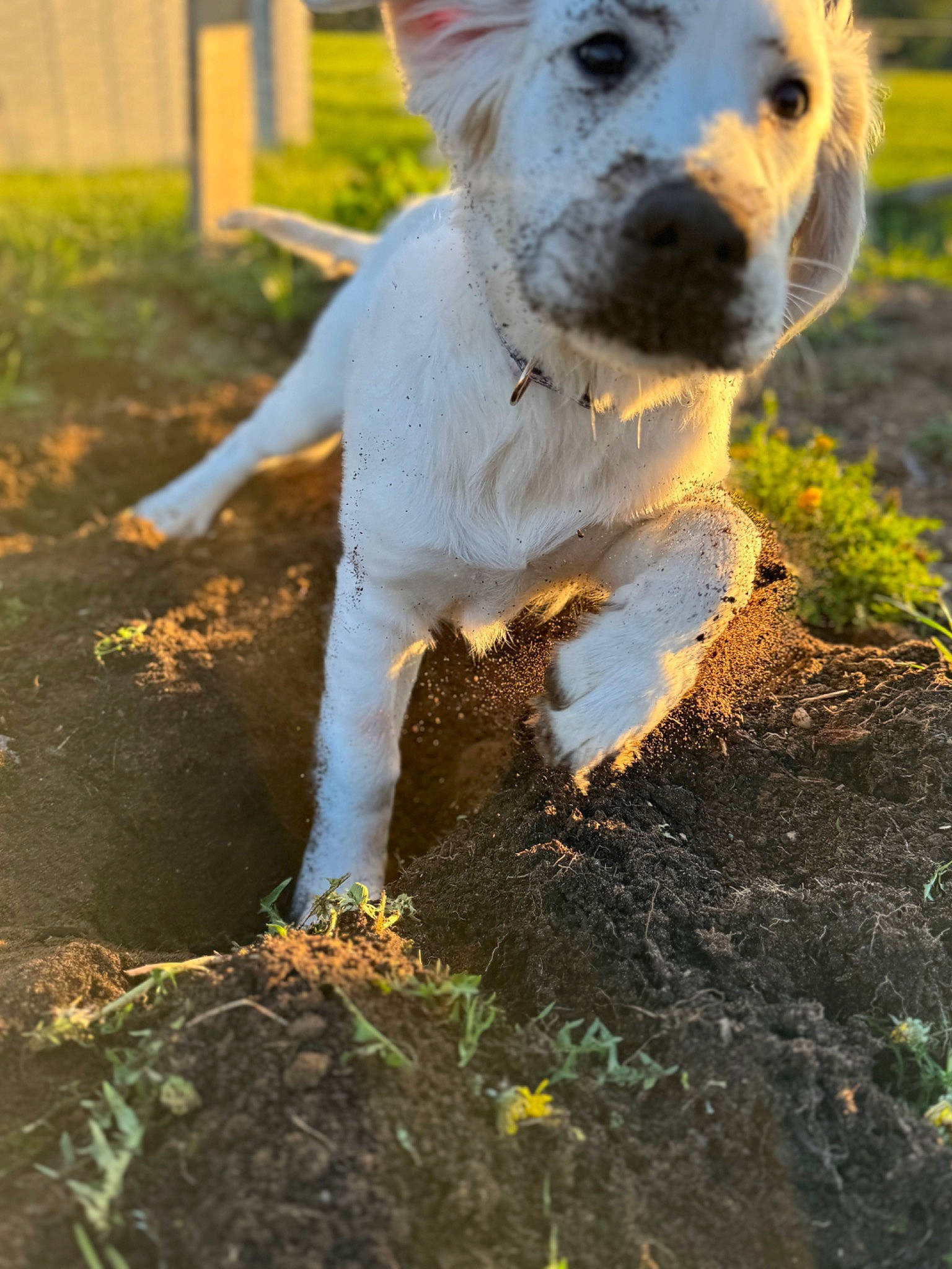 Maggie joined the competition — help win amazing prizes! canidae, carnivore, companion_dog, dog, dog_breed, fawn, grass, home_fencing, non_sporting_group, plant, shadow, small_terrier, soil, sporting_group, tail, terrestrial_animal, terrier, toy_dog, whiskers, working_animal