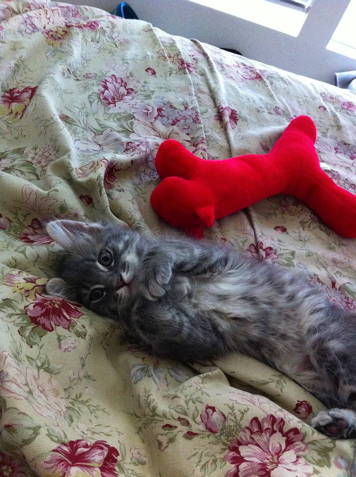 Chloe is registered to the contest to win money with this photo: bed, bed_sheet, bedding, blanket, carnivore, cat, comfort, couch, fawn, felidae, fur, grey, linens, paw, room, small_to_medium_sized_cats, tail, textile, window, wood