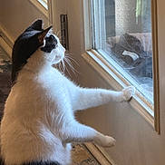 Freddy joined the competition — help win amazing prizes! animal, black_and_white, cat, curious, domestic, door_hinge, floor, fur, glass_door, home, indoor, looking_outside, natural_light, paws, pet, quiet, reflection, standing, whiskers, window
