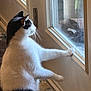 animal, black_and_white, cat, curious, domestic, door_hinge, floor, fur, glass_door, home, indoor, looking_outside, natural_light, paws, pet, quiet, reflection, standing, whiskers, window
