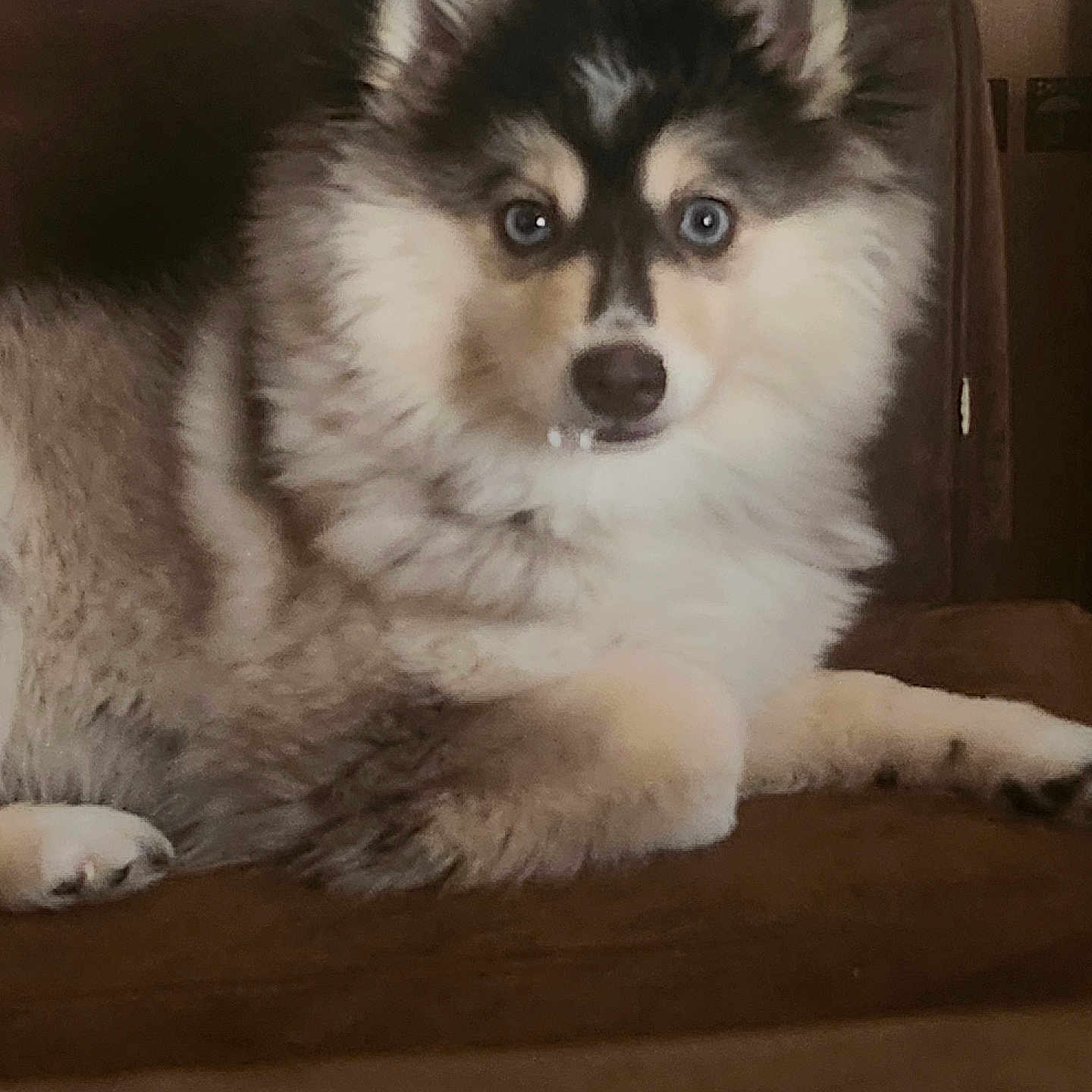 Jada joined the competition — help win amazing prizes! animal, ball, canine, chair, cockerspaniel, couch, dog, eskimodog, furniture, husky, papillon, pet, puppy, sport, tennis, tennisball, whitedog