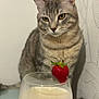 animal, beverage, bowl, cat, closeup, cream, curious, domestic, drink, feline, food, glass, indoor, pet, spoon, still_life, strawberry, tabby_cat, table, whiskers