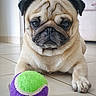 dog, pug, pet, animal, portrait, indoors, floor, tile_floor, toy, ball, colorful, sitting, front_facing, wrinkled_face, black_muzzle, floppy_ears, short-haired, brown, white, home