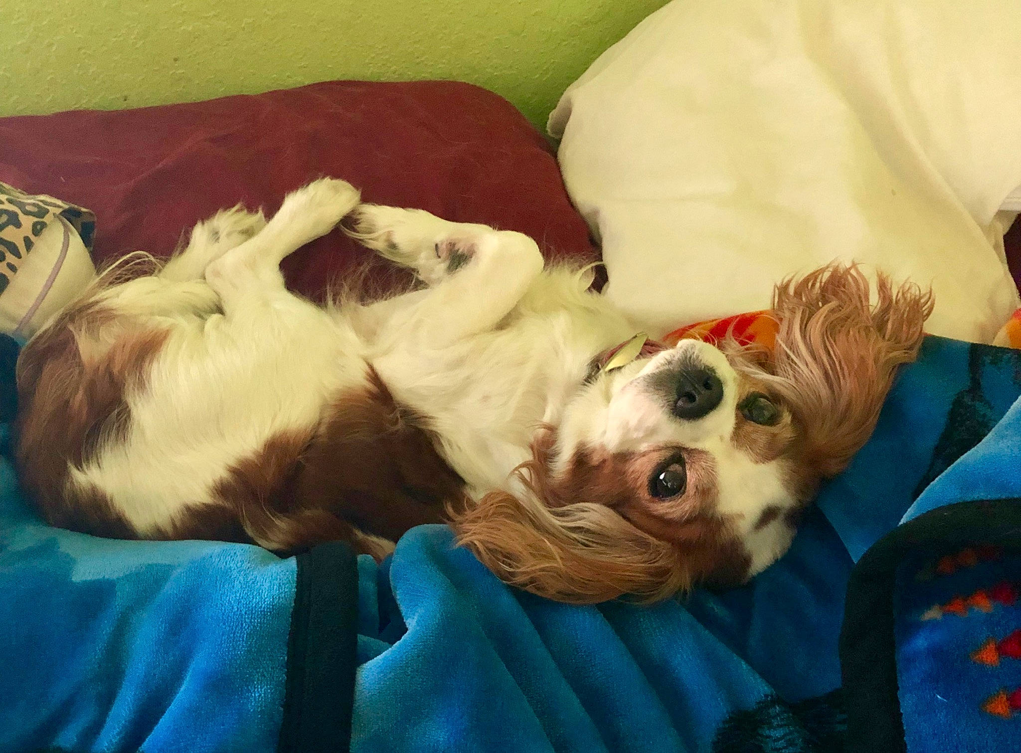 Nikki joined the competition — help win amazing prizes! american_cocker_spaniel, canidae, carnivore, cavachon, cavalier_king_charles_spaniel, companion_dog, dog, dog_breed, king_charles_spaniel, mammal, nap, puppy, puppy_love, schnoodle, shih_tzu, spaniel, sporting_group, toy_dog