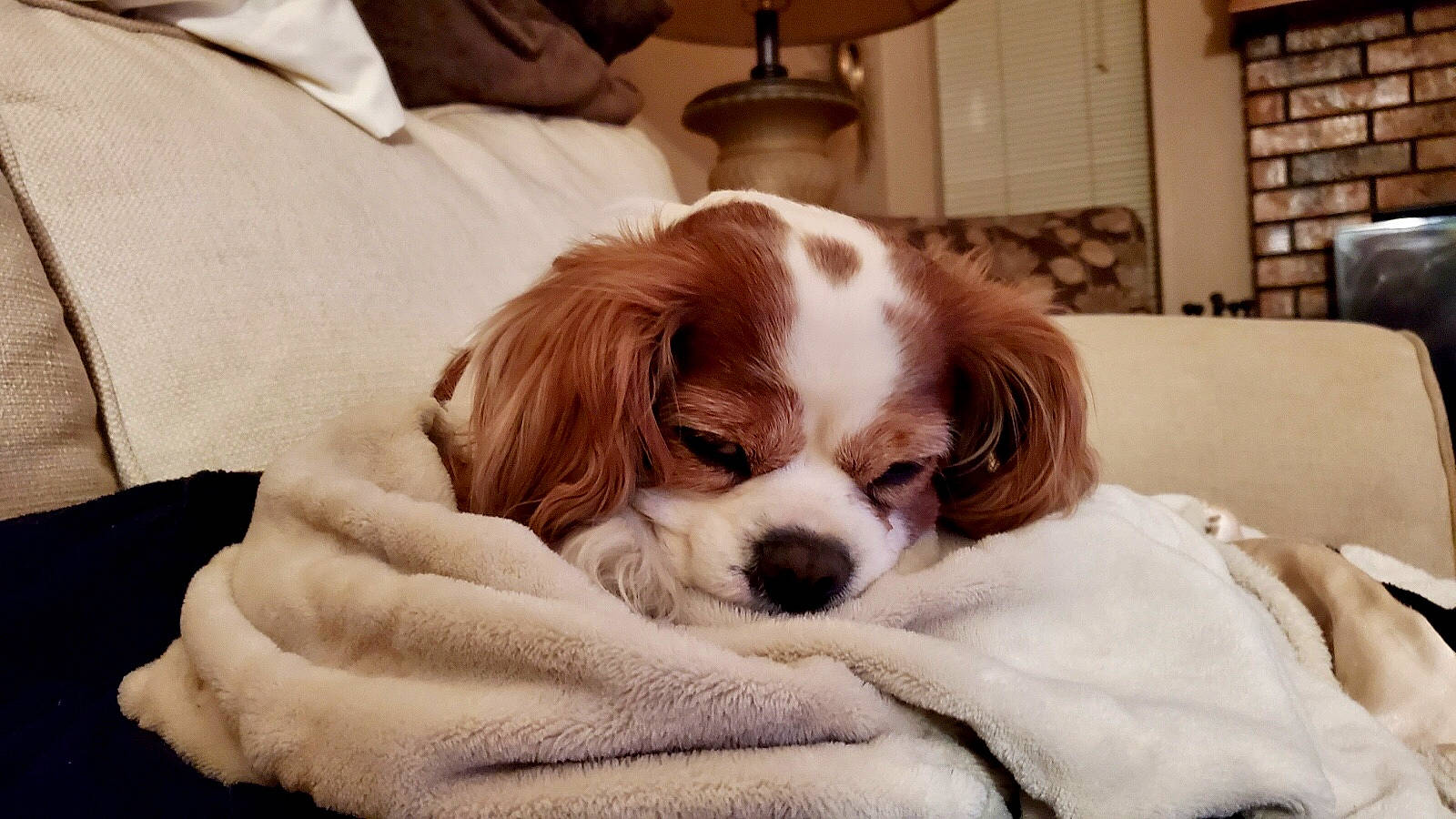 Nikki joined the competition — help win amazing prizes! canidae, carnivore, cavalier_king_charles_spaniel, companion_dog, dog, dog_breed, french_spaniel, irish_red_and_white_setter, king_charles_spaniel, kooikerhondje, mammal, phalene, puppy, puppy_love, rare_breed_dog, snout, spaniel, sporting_group, vertebrate, welsh_springer_spaniel