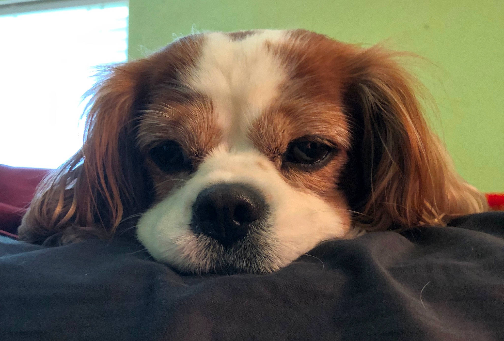 Nikki joined the competition — help win amazing prizes! beaglier, canidae, carnivore, cavalier, cavalier_king_charles_spaniel, companion_dog, dog, dog_breed, king_charles_spaniel, kooikerhondje, mammal, phalene, puppy, puppy_love, rare_breed_dog, snout, spaniel, sporting_group, toy_dog, vertebrate