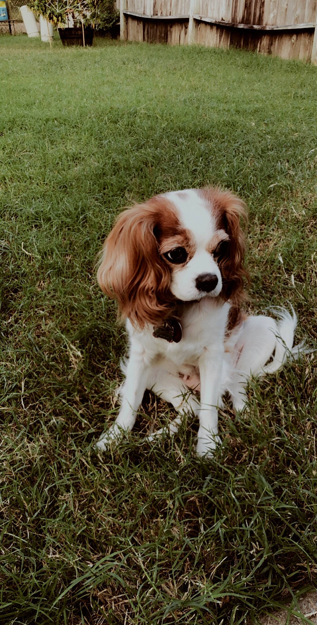 Nikki joined the competition — help win amazing prizes! canidae, carnivore, cavalier_king_charles_spaniel, cocker_spaniel, companion_dog, dog, dog_breed, french_spaniel, grass, king_charles_spaniel, liver, mammal, phalene, rare_breed_dog, russian_spaniel, snout, spaniel, sporting_group, toy_dog, vertebrate