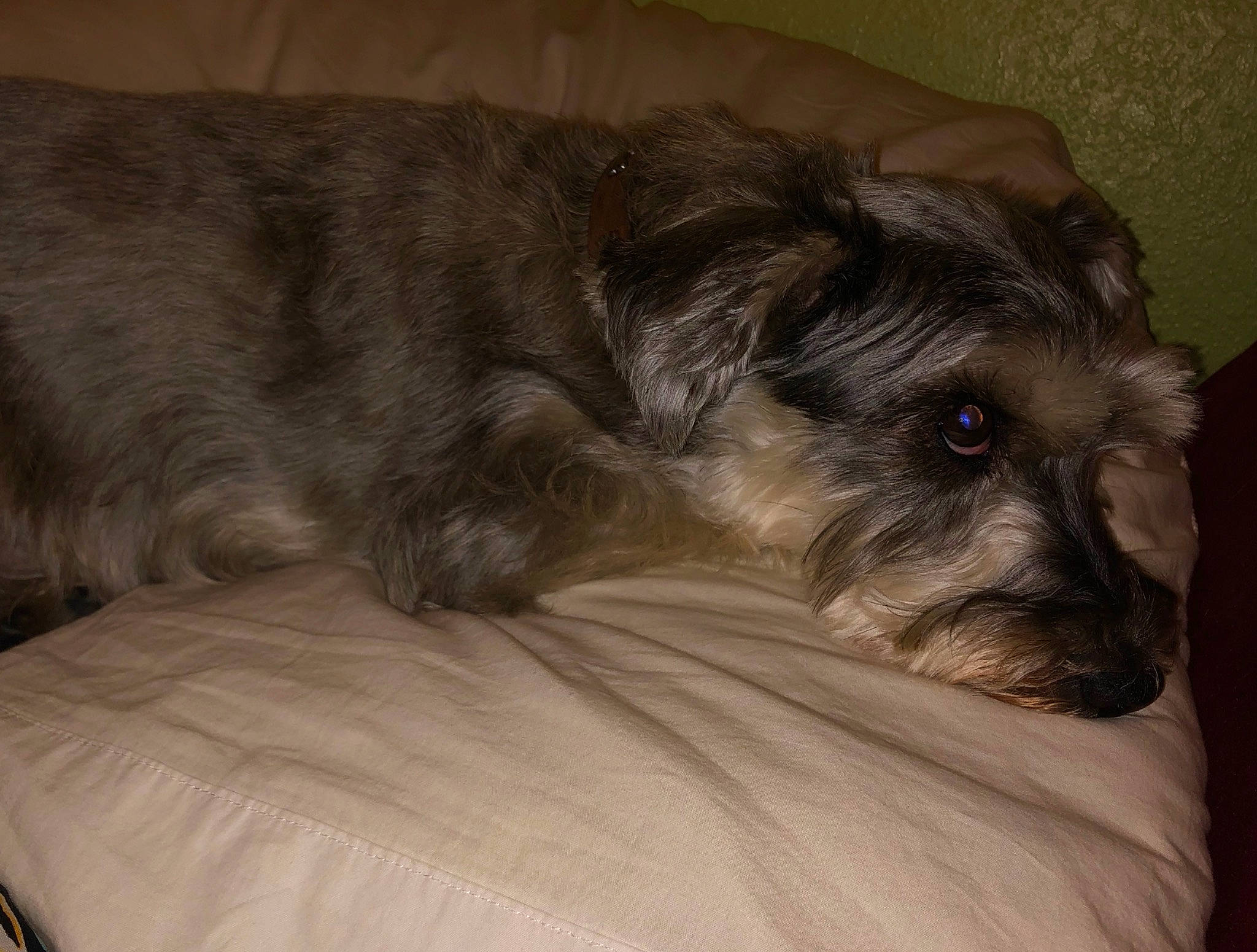 Jakob is registered to the contest to win money with this photo: affenpinscher, canidae, carnivore, cesky_terrier, companion_dog, dog, dog_breed, ear, glen_of_imaal_terrier, irish_soft_coated_wheaten_terrier, irish_wolfhound, mammal, miniature_schnauzer, puppy, schnauzer, schnoodle, small_terrier, snout, sporting_group, terrier