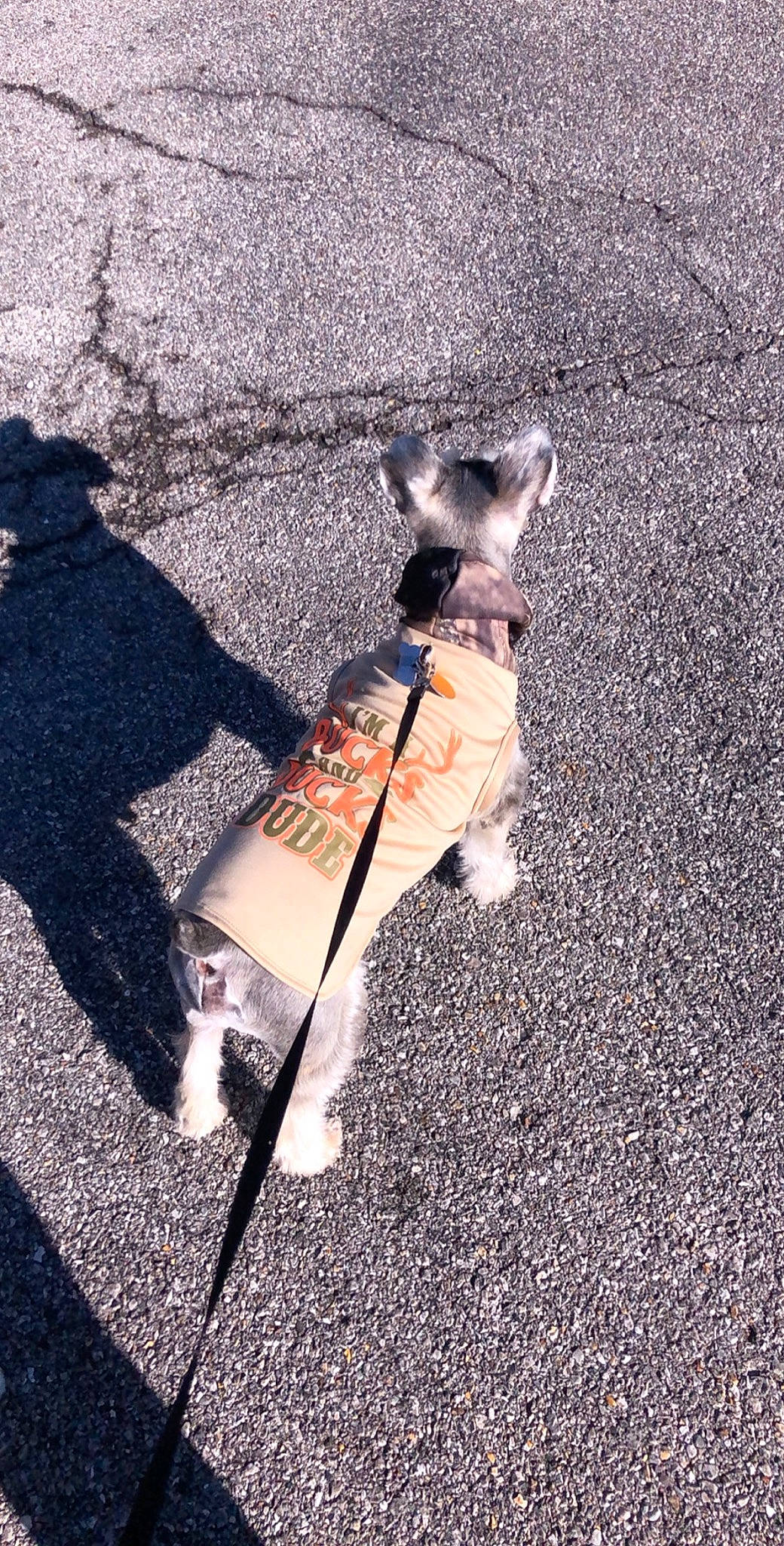 Jakob is registered to the contest to win money with this photo: canidae, carnivore, companion_dog, dog, dog_breed, dog_walking, fawn, leash, pug, road_surface, shadow, sidewalk, tail, toy_dog