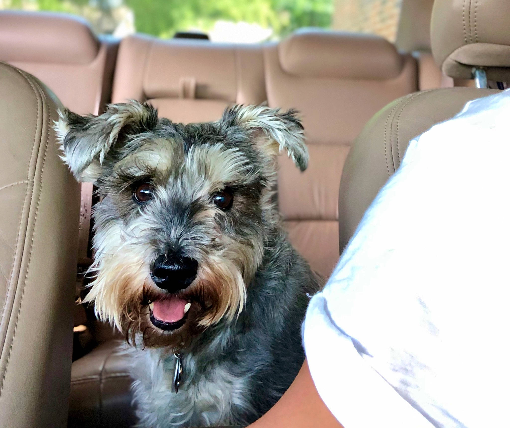 Jakob joined the competition — help win amazing prizes! canidae, carnivore, companion_dog, dog, dog_breed, ear, glen_of_imaal_terrier, mammal, miniature_schnauzer, morkie, puppy, rare_breed_dog, schnauzer, schnoodle, small_terrier, snout, sporting_group, standard_schnauzer, terrier, vertebrate