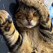 Sushi a rejoint le concours — aidez-le/la à gagner de superbes lots ! cat, tabby, sleeping, paw, fur, closeup, relaxed, cute, pet, indoor, whiskers, nose, ears, striped, mammal, animal, resting, cozy, portrait, feline