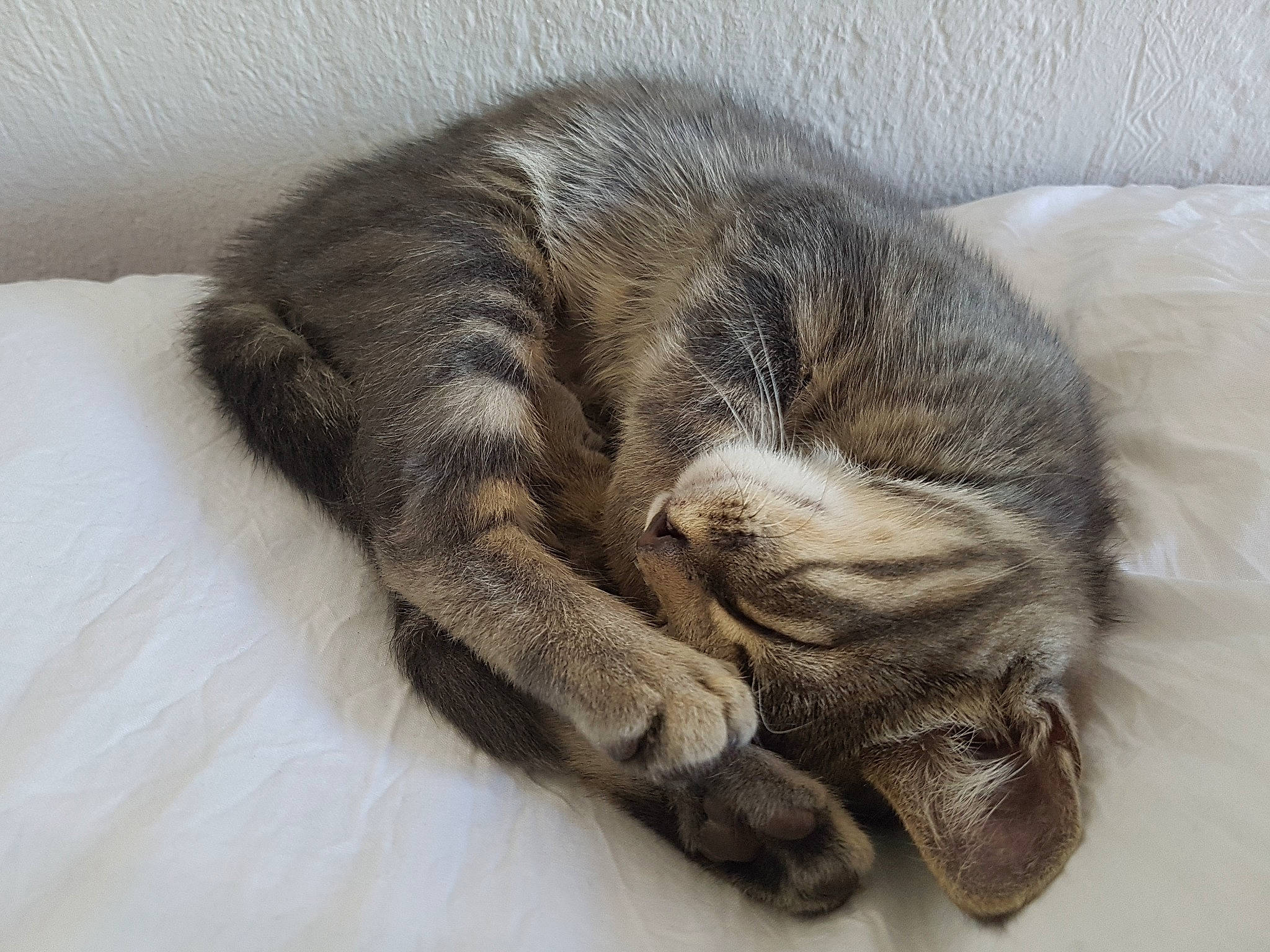 Astro a rejoint le concours — aidez-le/la à gagner de superbes lots ! carnivore, cat, claw, comfort, domestic_short_haired_cat, felidae, fur, grey, nap, paw, sleep, small_to_medium_sized_cats, snout, sporting_group, tail, whiskers