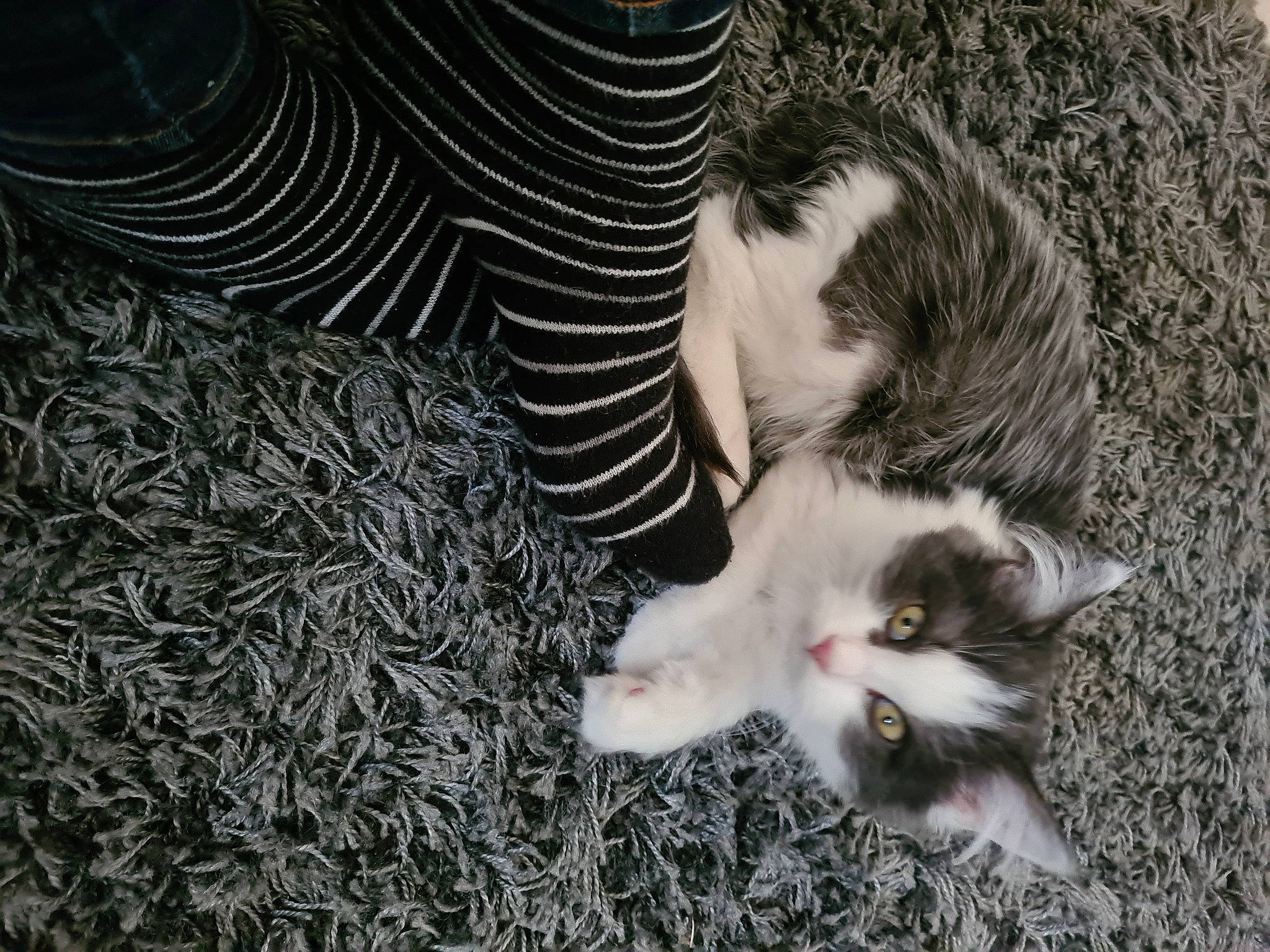 Astra participe au concours pour gagner de l'argent avec cette photo : carnivore, cat, close_up, domestic_short_haired_cat, eye, felidae, foot, fur, grass, human_leg, monochrome, monochrome_photography, organism, paw, small_to_medium_sized_cats, snout, tail, tree, vertebrate, whiskers