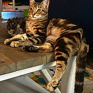 Trinket is registered to the contest to win money with this photo: cat, tabby, feline, pet, animal, indoor, table, wooden_table, tail, fur, striped, relaxed, lounge, living_room, couch, rug, home, cozy, domestic, curious